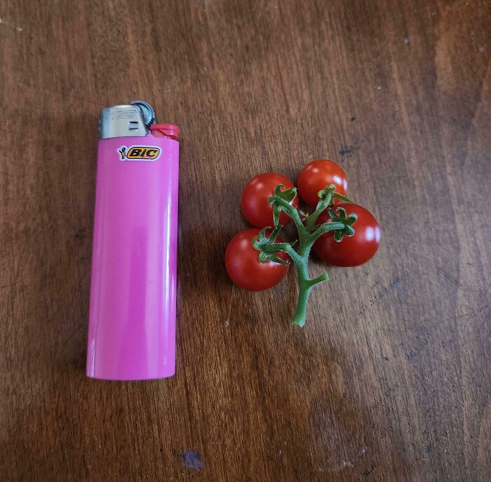 Pink lighter next to small cluster of cherry tomatoes showing size comparison in hilarious harvesting pics.