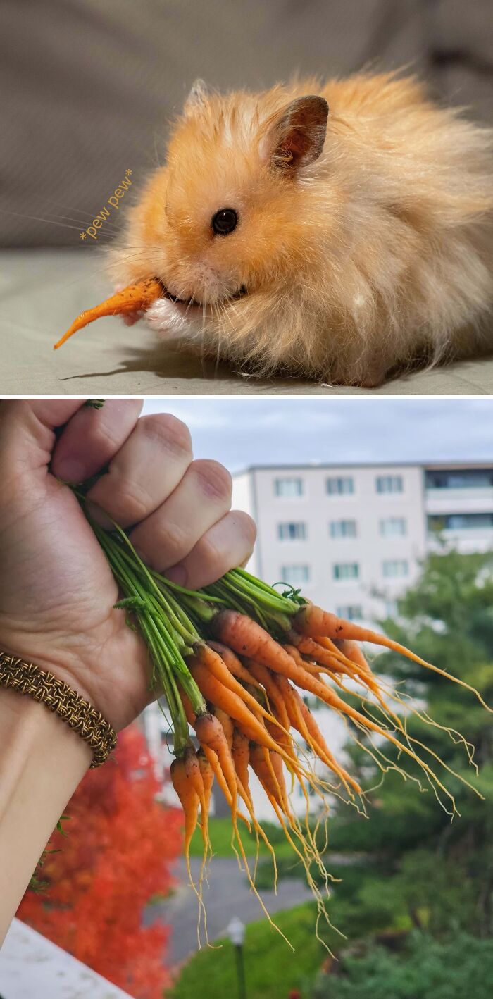 Fluffy hamster nibbling a tiny carrot above a hand holding a bunch of small freshly harvested carrots outdoors.