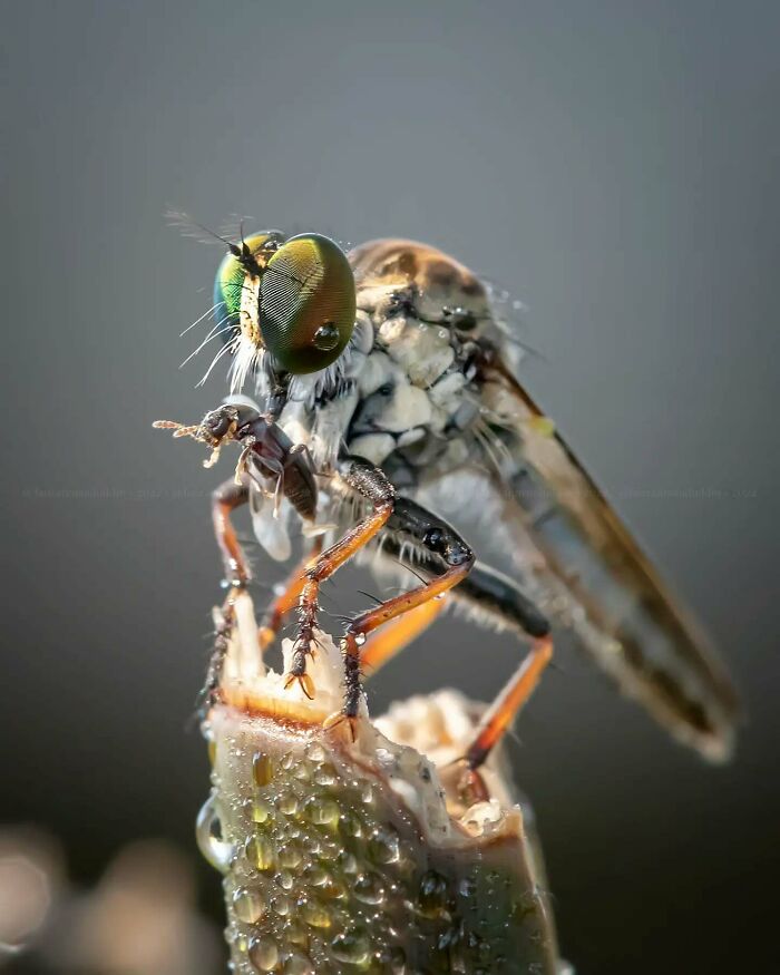 Macro shot of an insect with detailed eyes and body, showcasing the magical side of insects by photographer Fauzan Maududdin.
