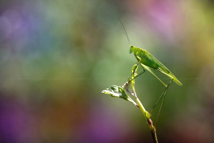 Green insect perched on a plant captured in dreamy macro photography highlighting the magical side of insects by Fauzan Maududdin.