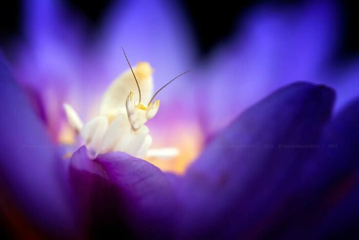 Macro shot of a white insect on vibrant purple flower, showcasing the magical side of insects in nature photography.
