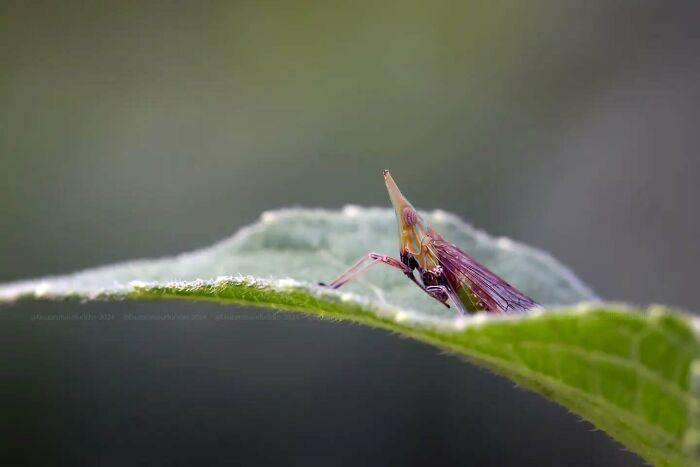 Close-up of an insect on a leaf showcasing magical macro photography capturing fine details and textures.