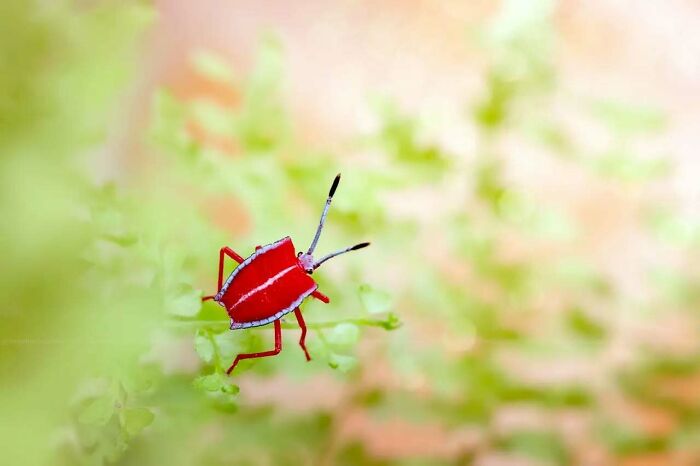 Close-up macro shot of a vibrant red insect showcasing the magical side of insects in dreamy natural surroundings.