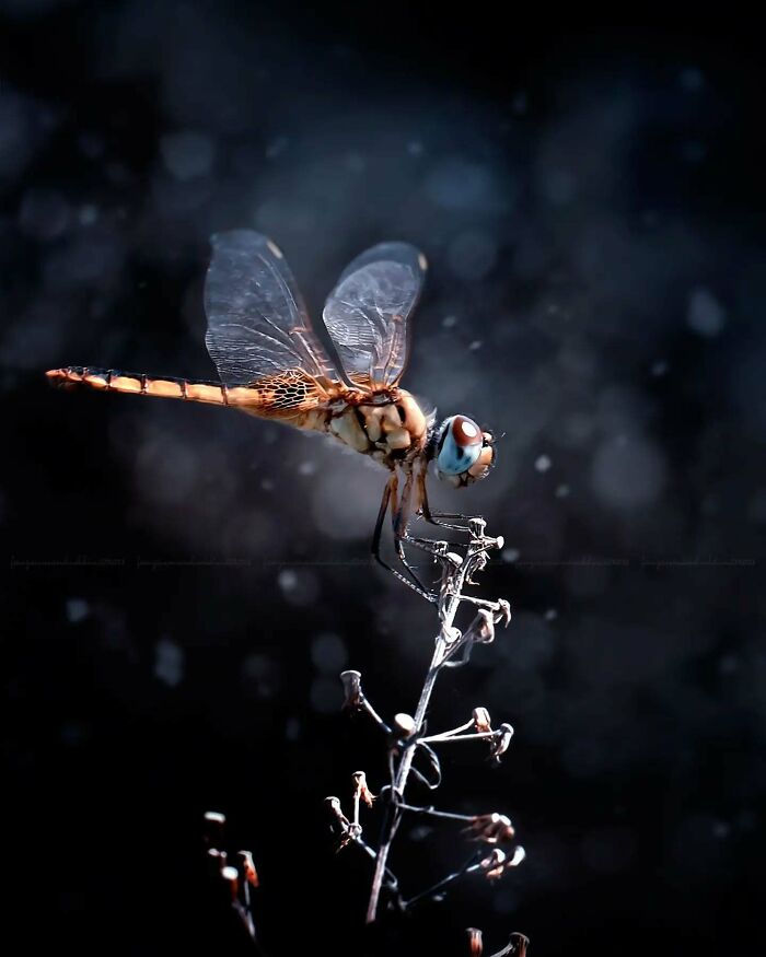 Macro shot of a dragonfly on a twig showcasing the magical side of insects captured by photographer Fauzan Maududdin.