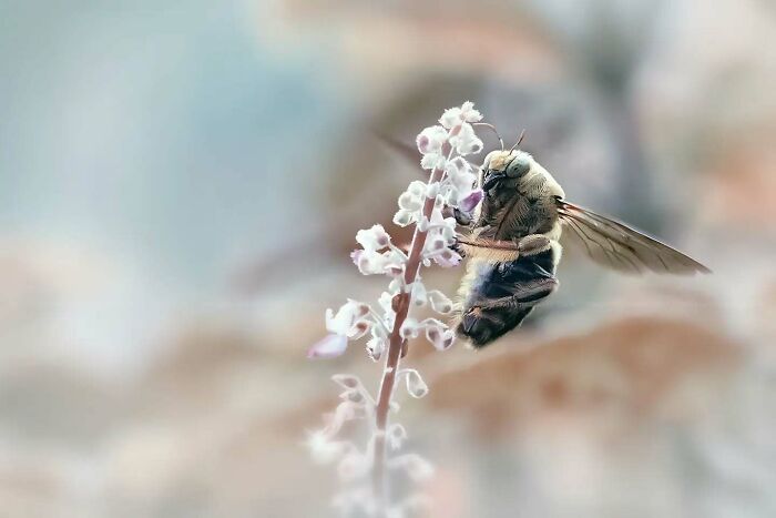Close-up macro shot of an insect on a delicate flower showcasing the magical side of insects in dreamy photography.