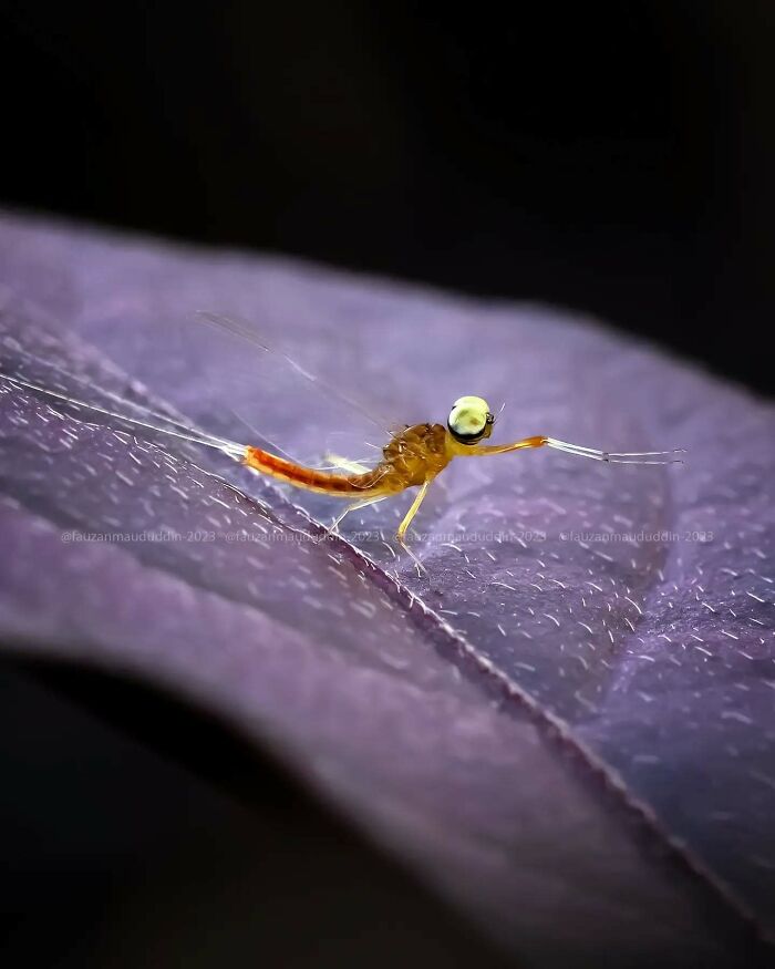 Close-up macro shot of a tiny insect on a purple leaf showcasing magical insect details by Fauzan Maududdin.