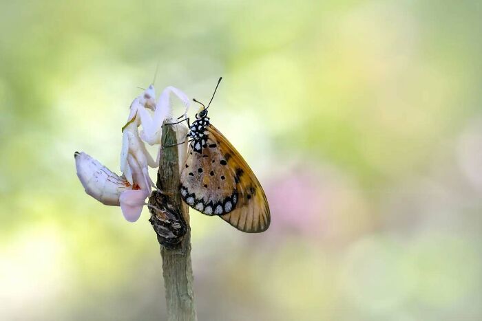 Macro shot of an insect and a butterfly on a twig, showcasing the magical side of insects with dreamy details.