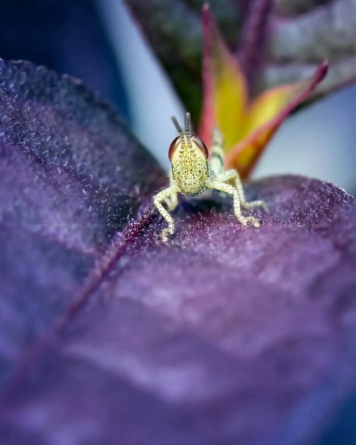 Close-up macro shot of a small insect on a purple leaf showcasing the magical side of insects in nature photography.