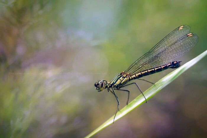 Macro shot of a dragonfly perched on a blade of grass, showcasing the magical side of insects in nature photography.