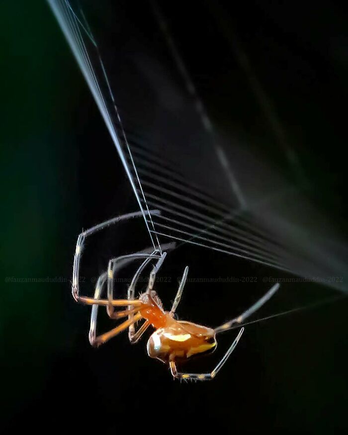 Macro shot of a spider weaving its web, showcasing the magical side of insects in stunning detail by Fauzan Maududdin.