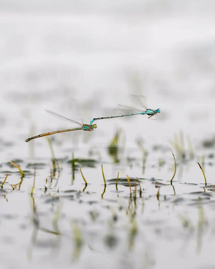 Two dragonflies captured in a dreamy macro shot showcasing the magical side of insects in a soft natural setting.