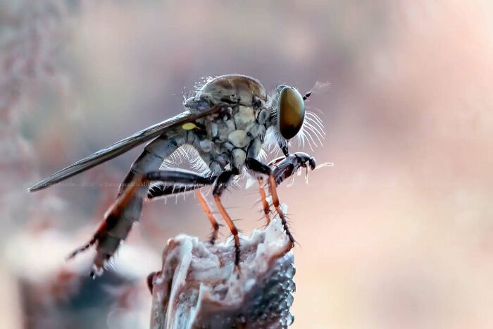 Macro shot of an insect showcasing intricate details and textures, highlighting the magical side of insects in nature photography.