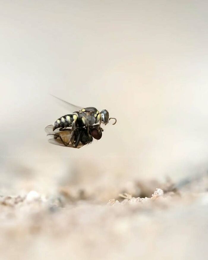 Macro shot of an insect mid-flight showcasing intricate details, highlighting the magical side of insects photography.