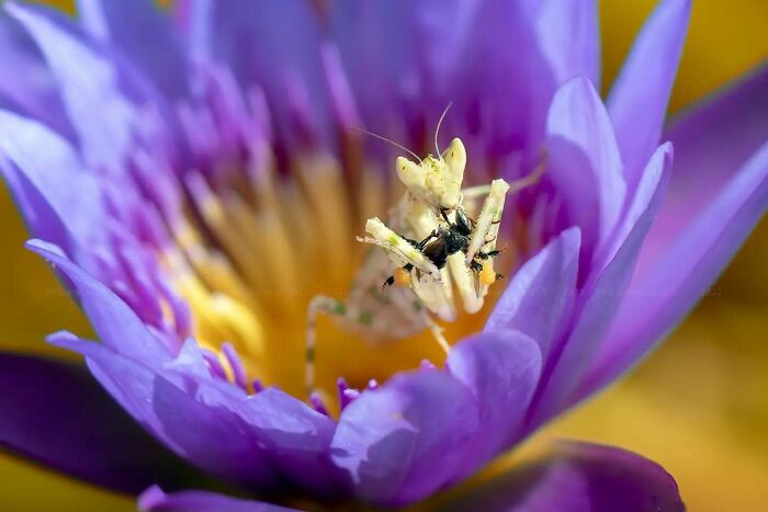Close-up macro shot of an insect on a vibrant purple flower showcasing the magical side of insects photography.