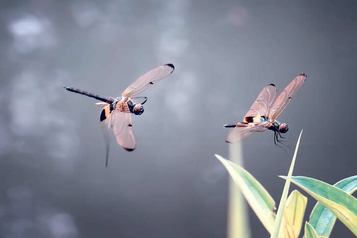 Two dragonflies captured in dreamy macro photography, highlighting the magical side of insects in natural light.