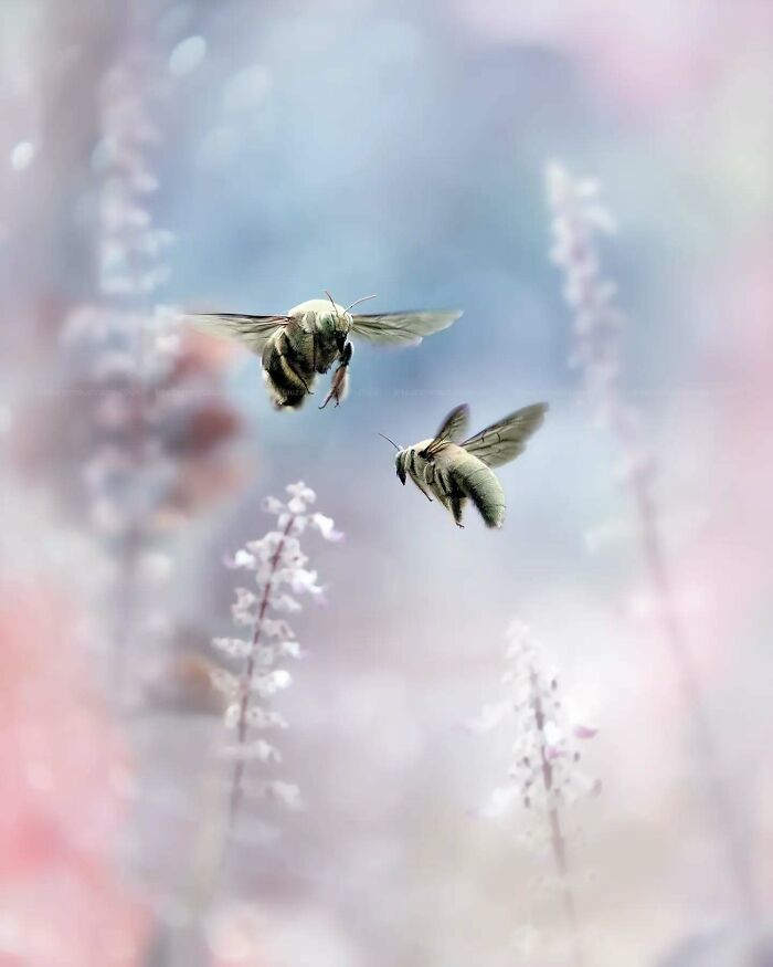 Two insects in a dreamy macro shot surrounded by soft pastel flowers, showcasing magical insect photography.
