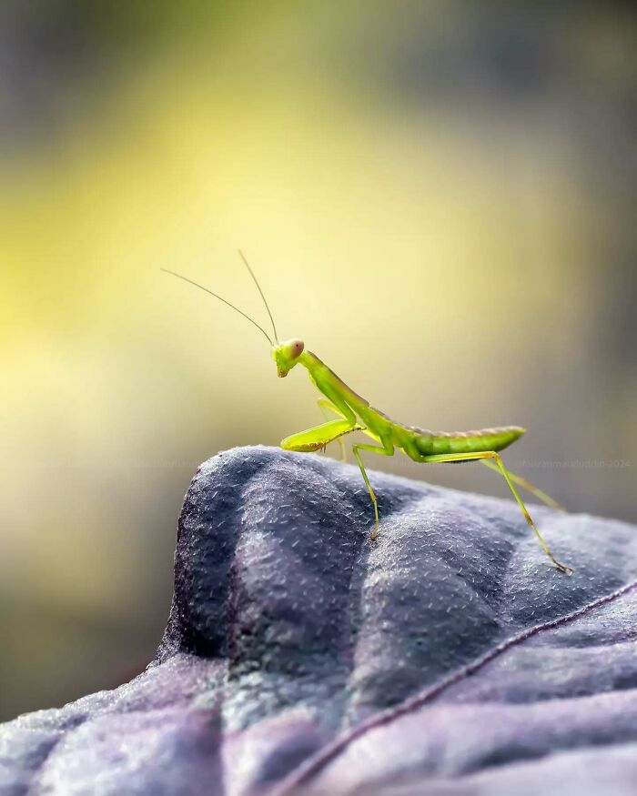 Green praying mantis on a textured surface captured in dreamy macro shot highlighting magical side of insects photography.
