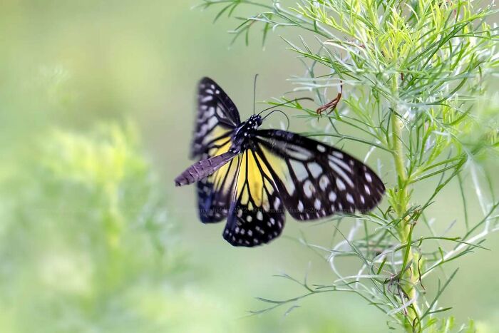 Butterfly resting on green plant, showcasing the magical side of insects in dreamy macro photography by Fauzan Maududdin.