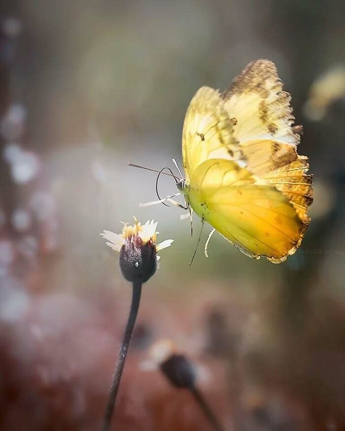 Yellow butterfly with damaged wings feeding on a small flower, captured in a dreamy macro shot of insects.
