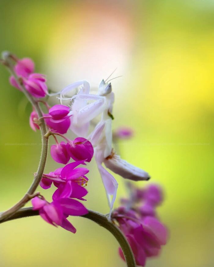 Macro shot of a white praying mantis on vibrant pink flowers, showcasing the magical side of insects in nature photography.