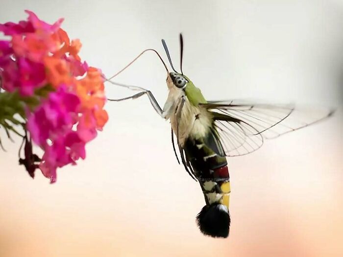 Macro shot of a colorful insect hovering near vibrant pink and orange flowers, capturing the magical side of insects.