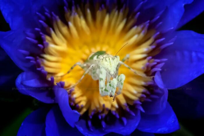 Close-up macro shot of a delicate insect resting on the vibrant yellow center of a deep purple flower.