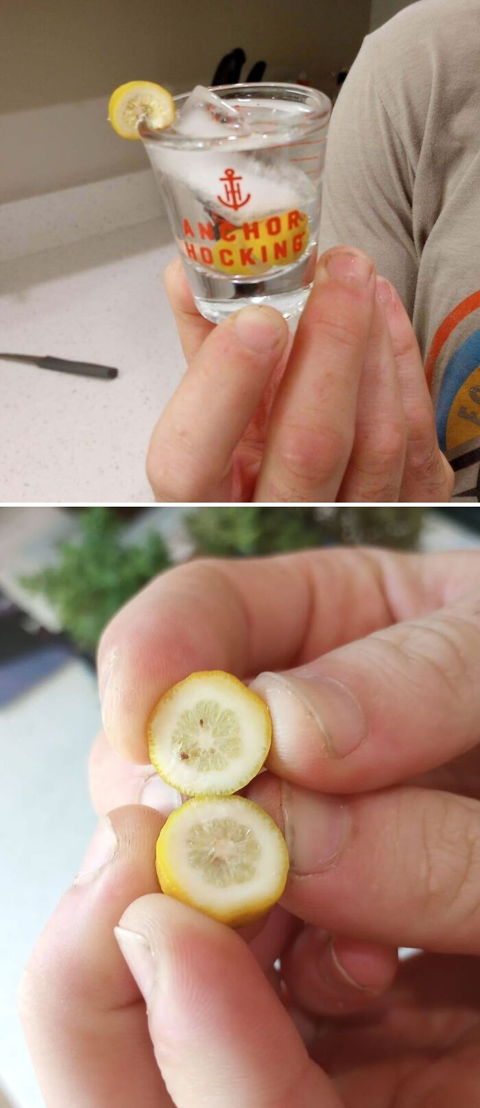 Tiny lemons held in hands next to a shot glass with a lemon slice, showcasing hilarious harvesting size contrast.