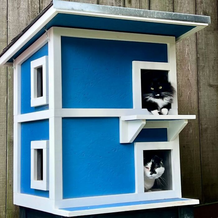 A custom-built cat house painted blue and white with two tuxedo cats peeking out from separate windows on a porch. A custom-built cat house painted blue and white with two tuxedo cats peeking out from separate windows on a porch.