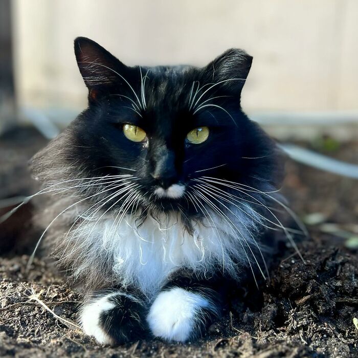 Tuxedo cat with long fur resting on porch soil, showcasing striking yellow eyes and white chest and paws. Tuxedo cat with long fur resting on porch soil, showcasing striking yellow eyes and white chest and paws.