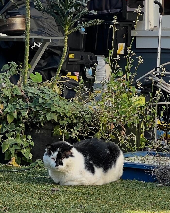 Black and white tuxedo cat resting on grass in a porch garden surrounded by plants and outdoor tools. Black and white tuxedo cat resting on grass in a porch garden surrounded by plants and outdoor tools.
