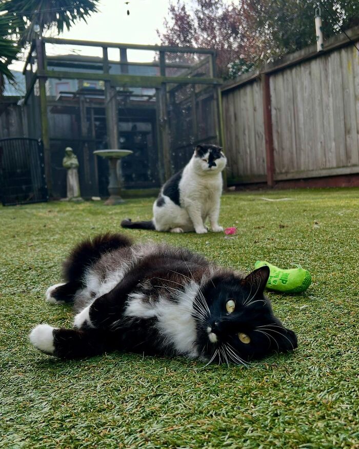 Two tuxedo cats relaxing on a backyard porch with grass and a wooden fence in the background. Two tuxedo cats relaxing on a backyard porch with grass and a wooden fence in the background.