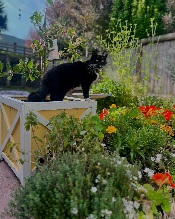 Black tuxedo cat standing on a wooden planter in a colorful garden surrounded by flowers and greenery outdoors. Black tuxedo cat standing on a wooden planter in a colorful garden surrounded by flowers and greenery outdoors.