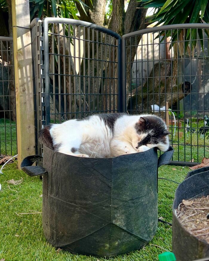 Tuxedo cat sleeping comfortably in a black fabric pot outdoors near a fenced porch area with green grass. Tuxedo cat sleeping comfortably in a black fabric pot outdoors near a fenced porch area with green grass.
