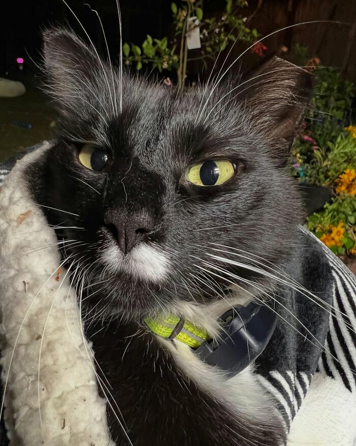 Close-up of a tuxedo cat with yellow eyes wearing a collar, resting comfortably wrapped in a blanket outdoors at night. Close-up of a tuxedo cat with yellow eyes wearing a collar, resting comfortably wrapped in a blanket outdoors at night.