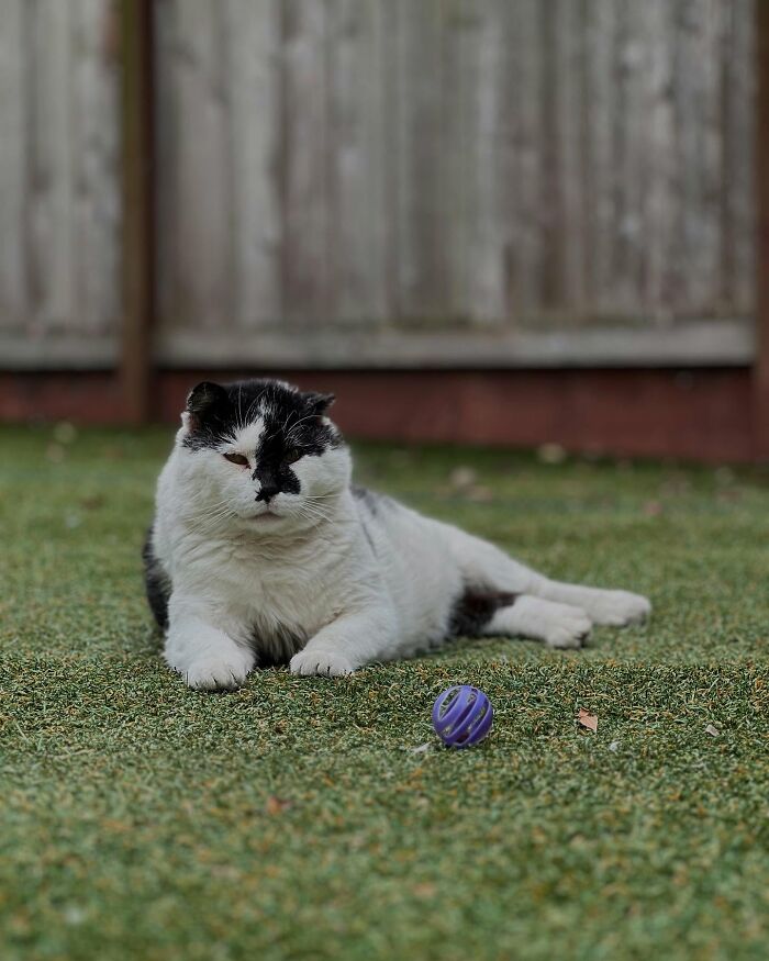Tuxedo cat resting on porch grass with a small toy ball nearby, enjoying a peaceful outdoor moment. Tuxedo cat resting on porch grass with a small toy ball nearby, enjoying a peaceful outdoor moment.