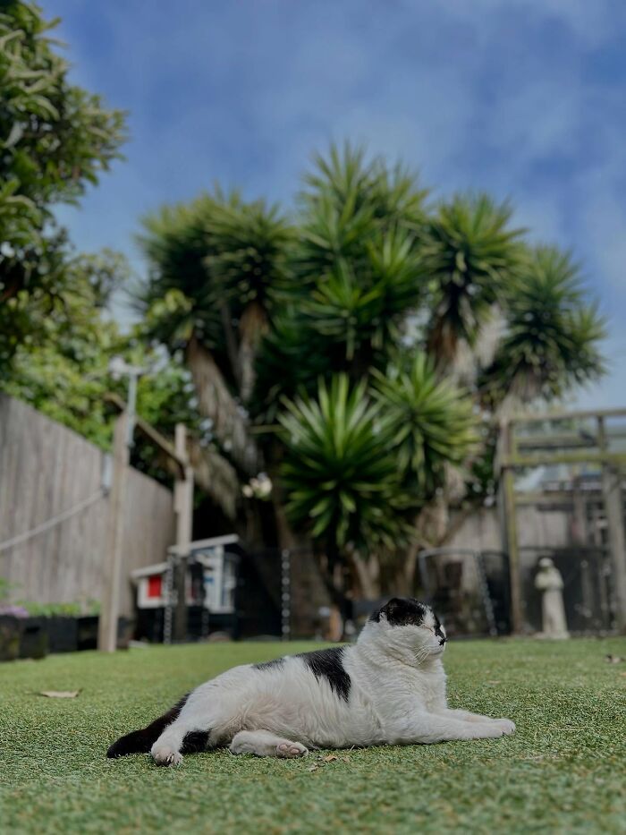 Tuxedo cat relaxing on grass in a backyard with trees and a small house structure in the background. Tuxedo cat relaxing on grass in a backyard with trees and a small house structure in the background.