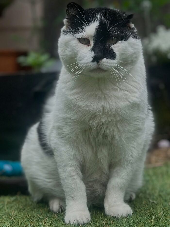 Tuxedo cat with black and white fur sitting on grass outdoors, the cat looks calm and attentive. Tuxedo cat with black and white fur sitting on grass outdoors, the cat looks calm and attentive.