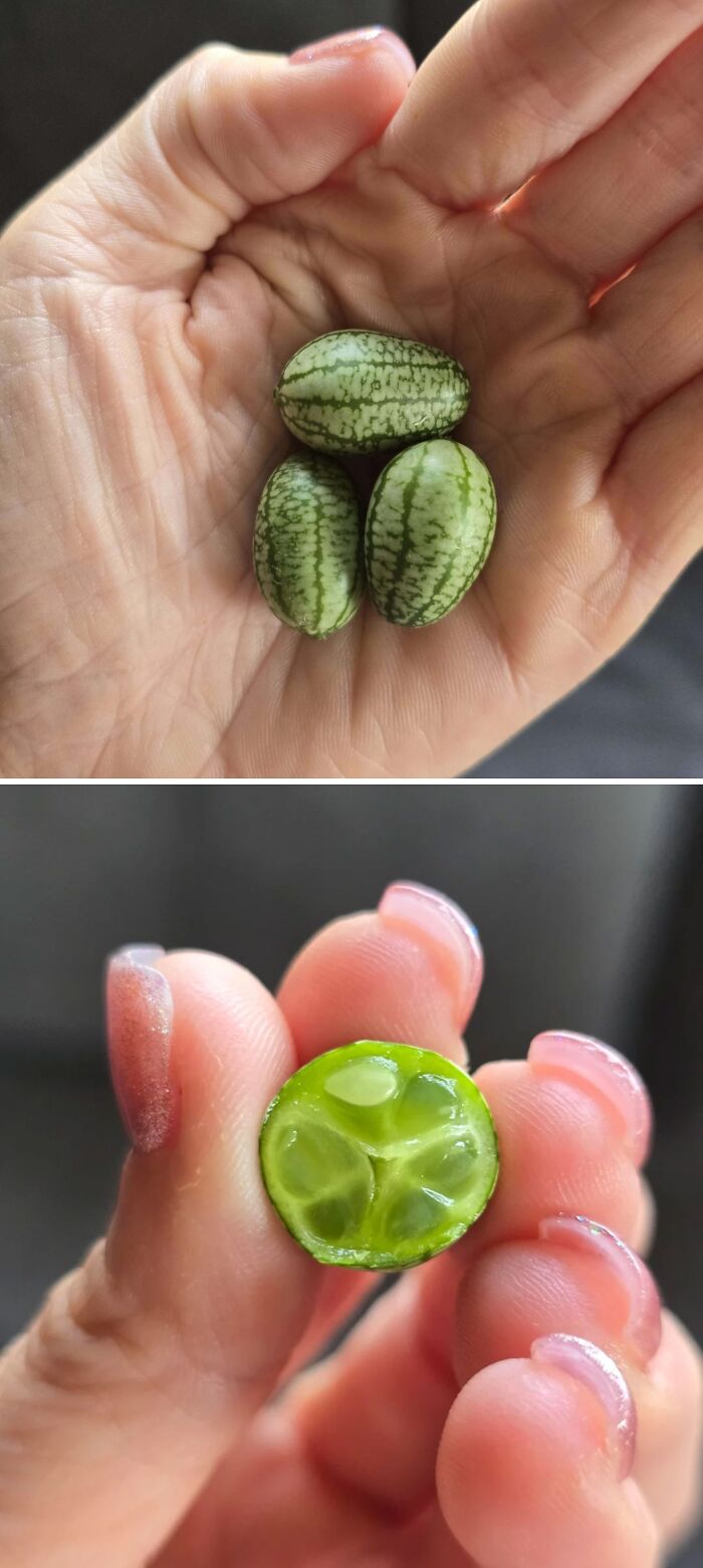 Small harvesting pics showing tiny green cucamelon fruits held in hand with a close-up of one cut open inside.