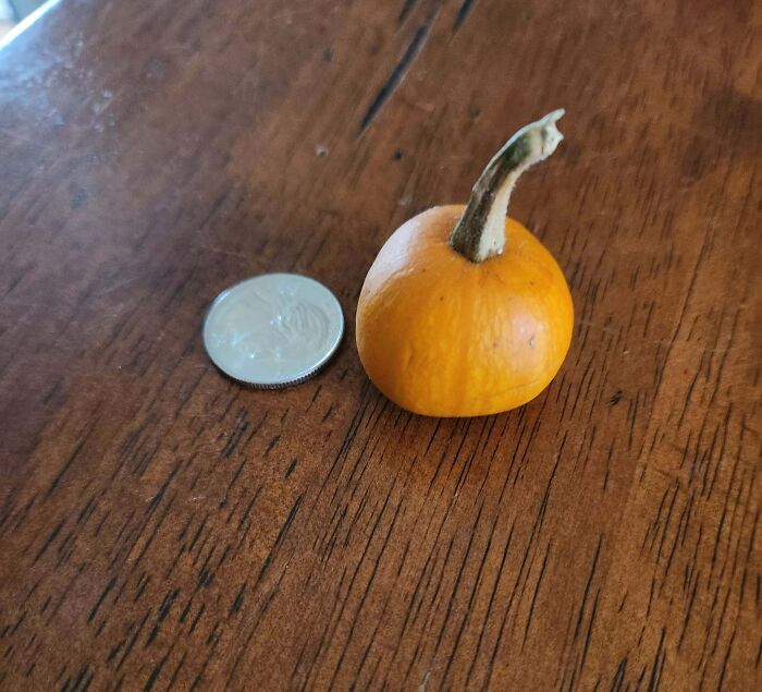 Tiny orange pumpkin next to a coin on a wooden table showing hilarious harvesting size comparison.
