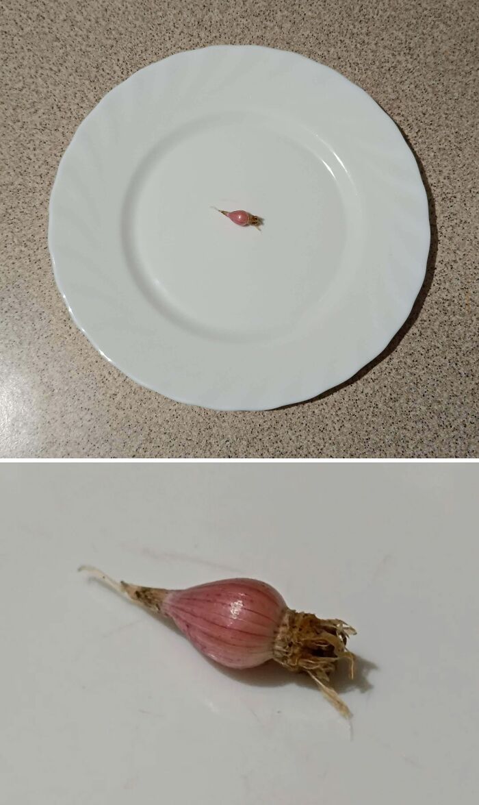 Tiny shallot on a large white plate showing hilarious harvesting size contrast proving size matters in harvest pics