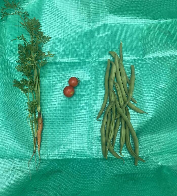 Small carrot and cherry tomatoes next to a larger bunch of green beans on a teal harvesting surface showing size differences.