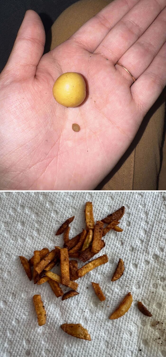Small potato next to a tiny seed in hand and burnt small potato fries on paper towel highlighting size difference harvesting pics