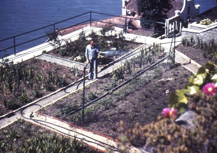 Inmate watering garden beds on Alcatraz island, showing rare glimpses into the harsh reality of prison life.
