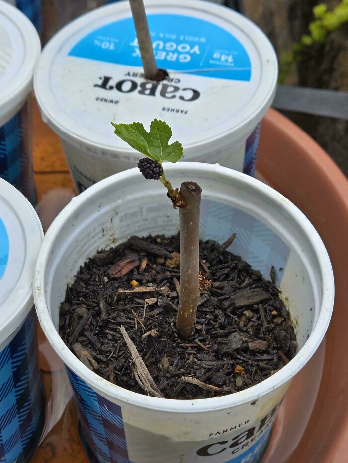 Small plant with tiny fruit growing on a stick in a yogurt container, a surprising joke from Mother Nature on gardeners.
