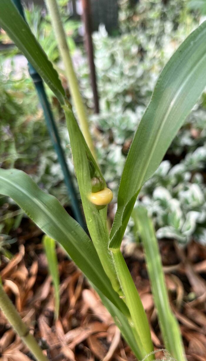 Small yellow bud resembling a tiny tomato on green plant stem, a natural garden prank by Mother Nature on gardeners.