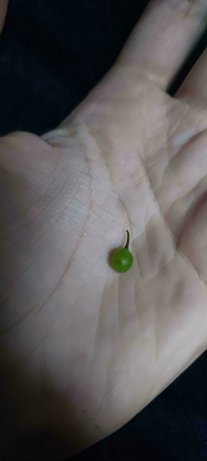 Tiny green tomato resting on an open palm, showcasing nature’s playful miniature garden surprise.