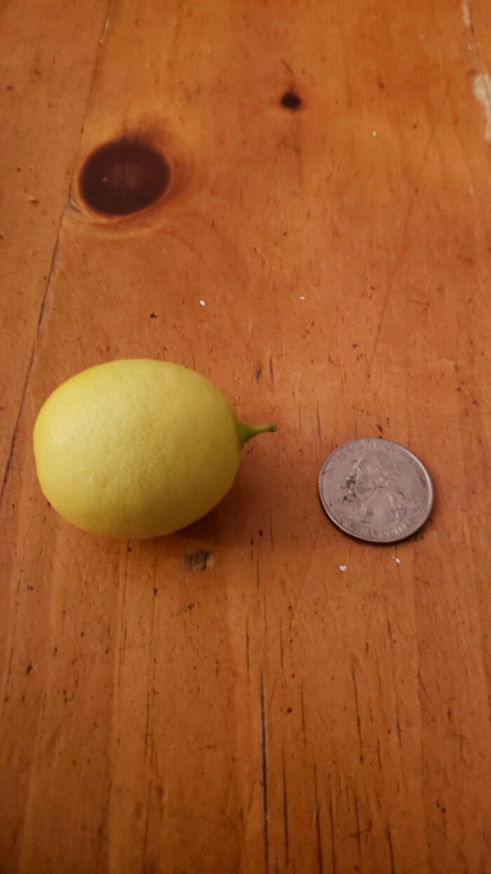 Tiny lemon next to a quarter on wooden surface showing a small fruit size nature joke on gardeners.