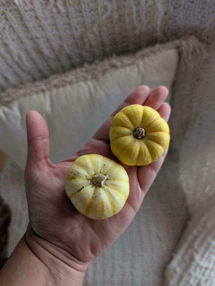 Two tiny yellow mini pumpkins in a hand, a nature garden surprise resembling a tomato for ants.