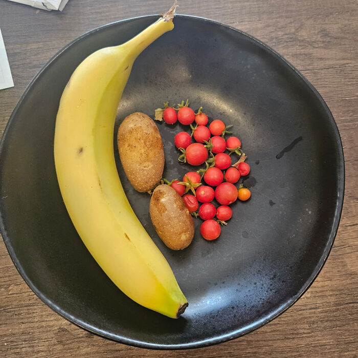 Small cherry tomatoes and two mini potatoes served on a black plate next to a banana for size comparison, garden humor.