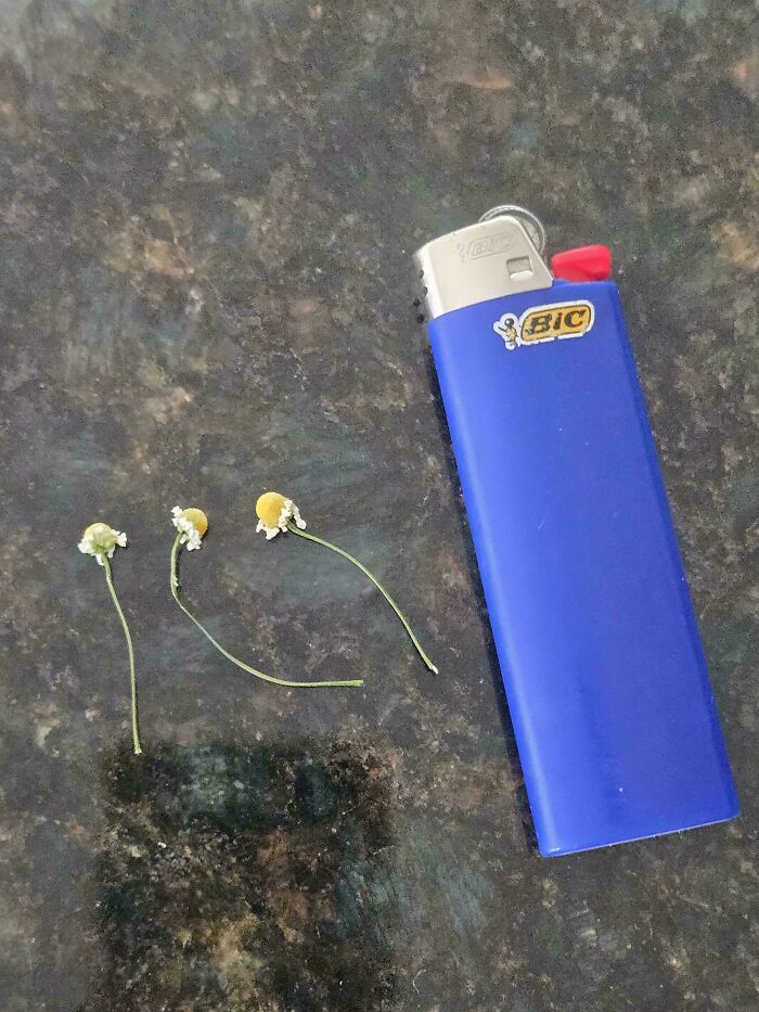 Tiny flower heads next to a blue lighter, showing a humorous garden moment with miniature plant sizes.